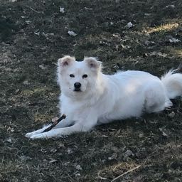 ben.halleck on One Bite Pizza App