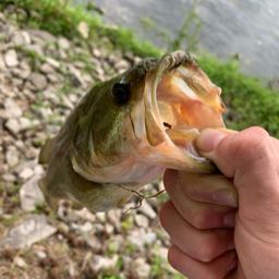 zack.moore6 on One Bite Pizza App