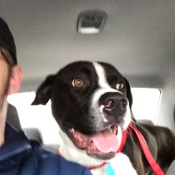 josh.damerval on One Bite Pizza App