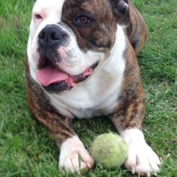 robert.mcdowell on One Bite Pizza App