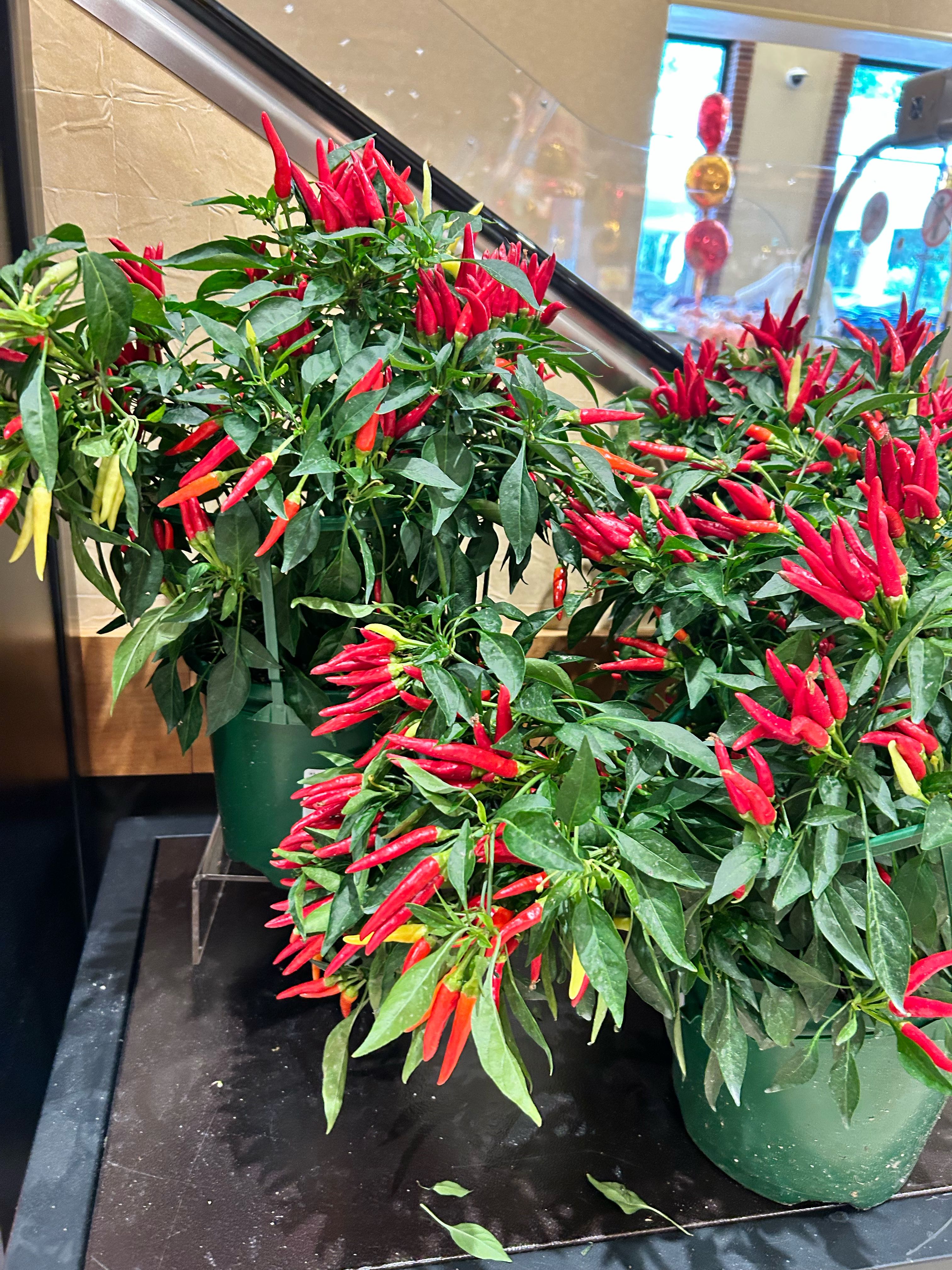 rita.p on One Bite Pizza App