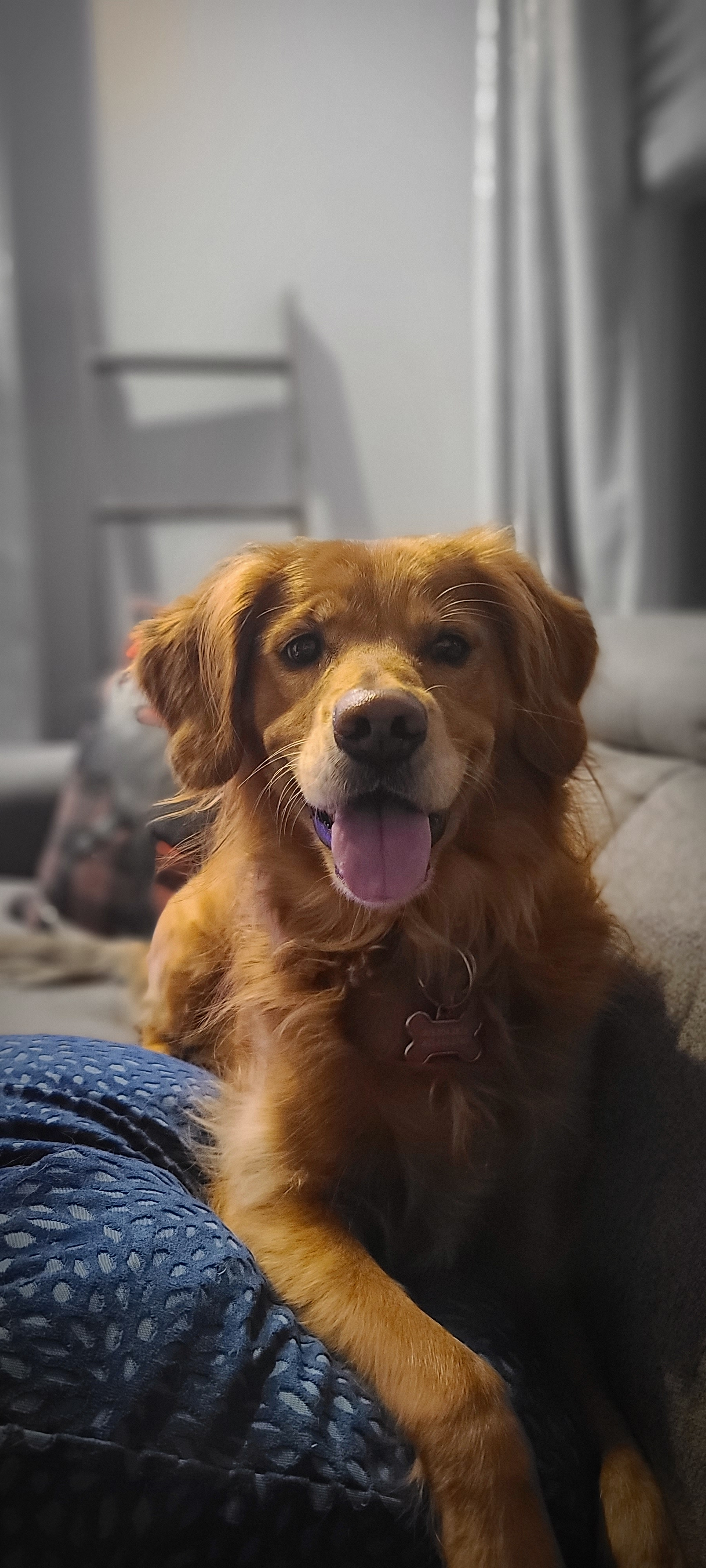 dev0 on One Bite Pizza App