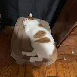 beatrice.christopher on One Bite Pizza App