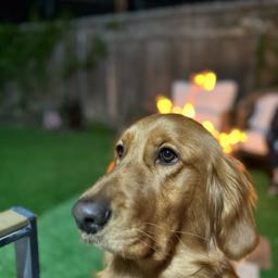 joseph.carlini on One Bite Pizza App