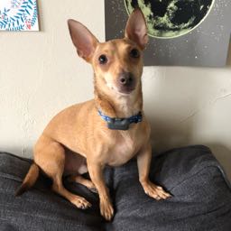 connor.heinlein on One Bite Pizza App