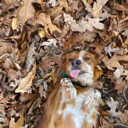 mxrider417 on One Bite Pizza App