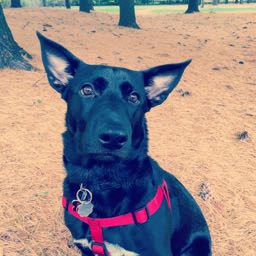 phileatsevanston on One Bite Pizza App