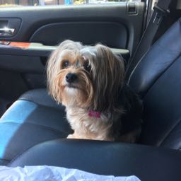 louis.ambrosio on One Bite Pizza App