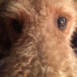 zrawson on One Bite Pizza App