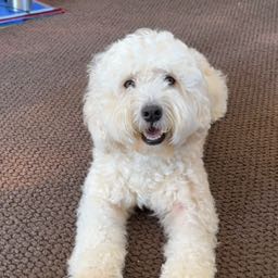 charles. on One Bite Pizza App