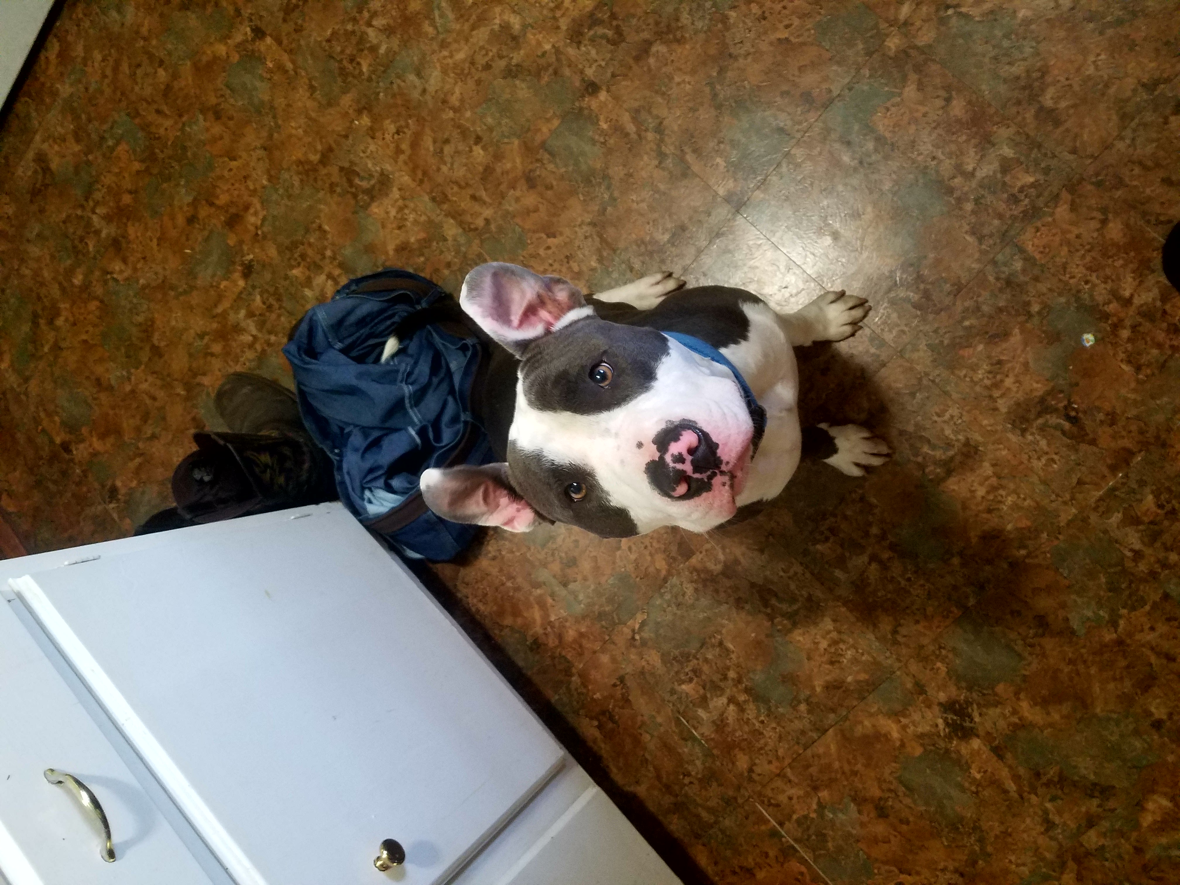 colton.edwards on One Bite Pizza App