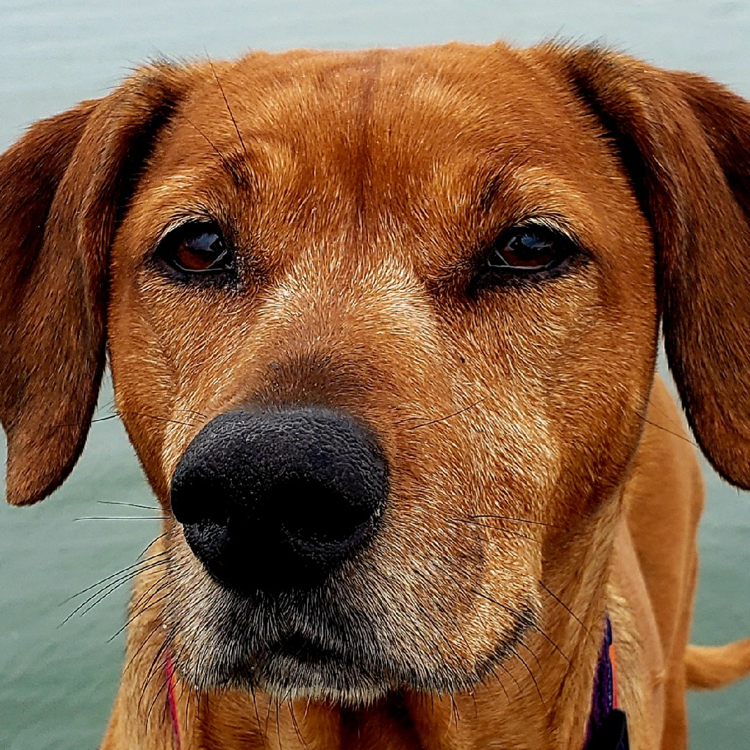 al.harman1 on One Bite Pizza App