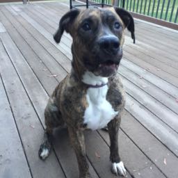 mo0se on One Bite Pizza App