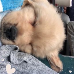 nick.phillips2 on One Bite Pizza App