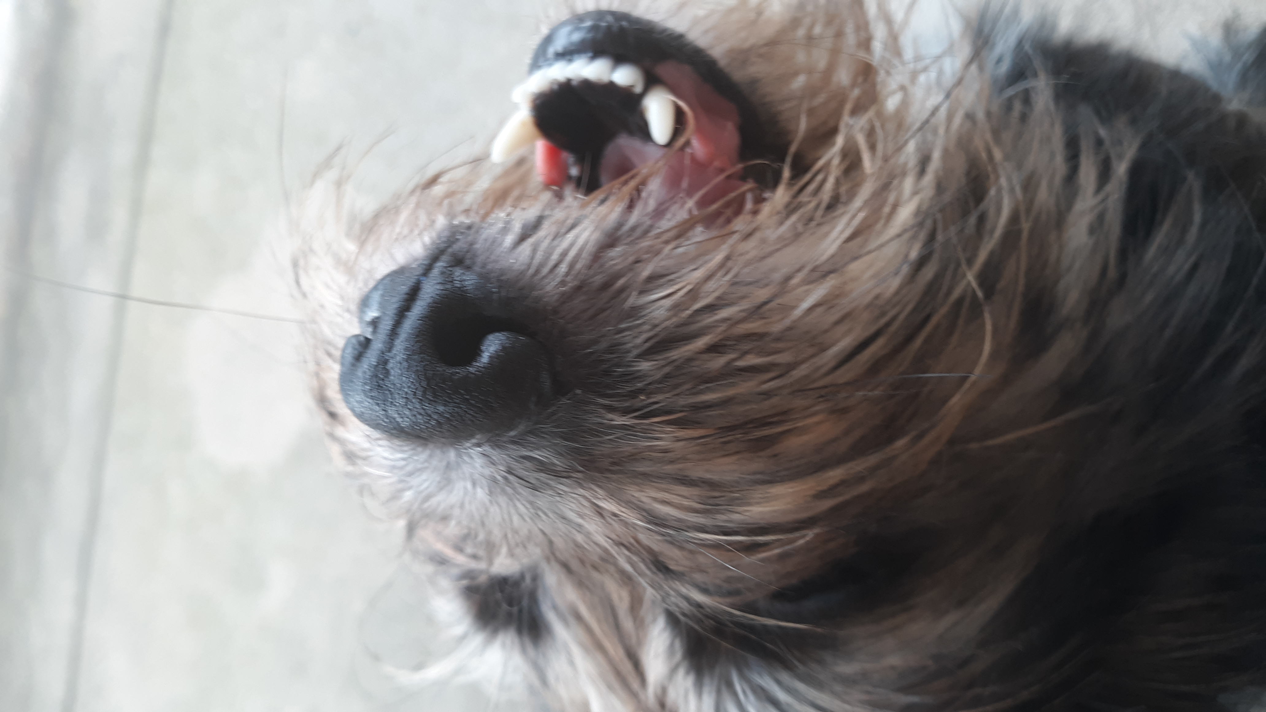 andelroo on One Bite Pizza App