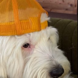 decimuspowers on One Bite Pizza App