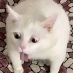 pepper23 on One Bite Pizza App