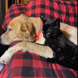 isaiah.christer on One Bite Pizza App