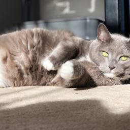 captainkindbuds on One Bite Pizza App