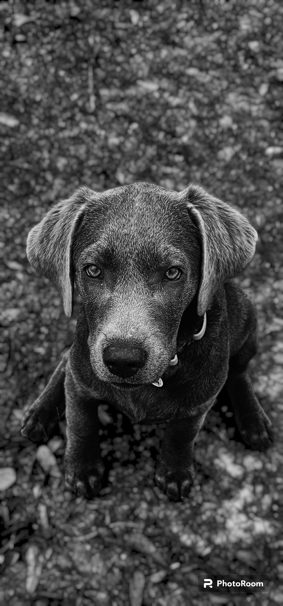 christopherdubya on One Bite Pizza App