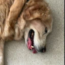 rwayne on One Bite Pizza App