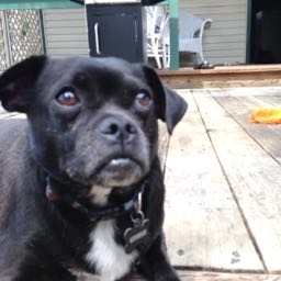 lexi.boo on One Bite Pizza App