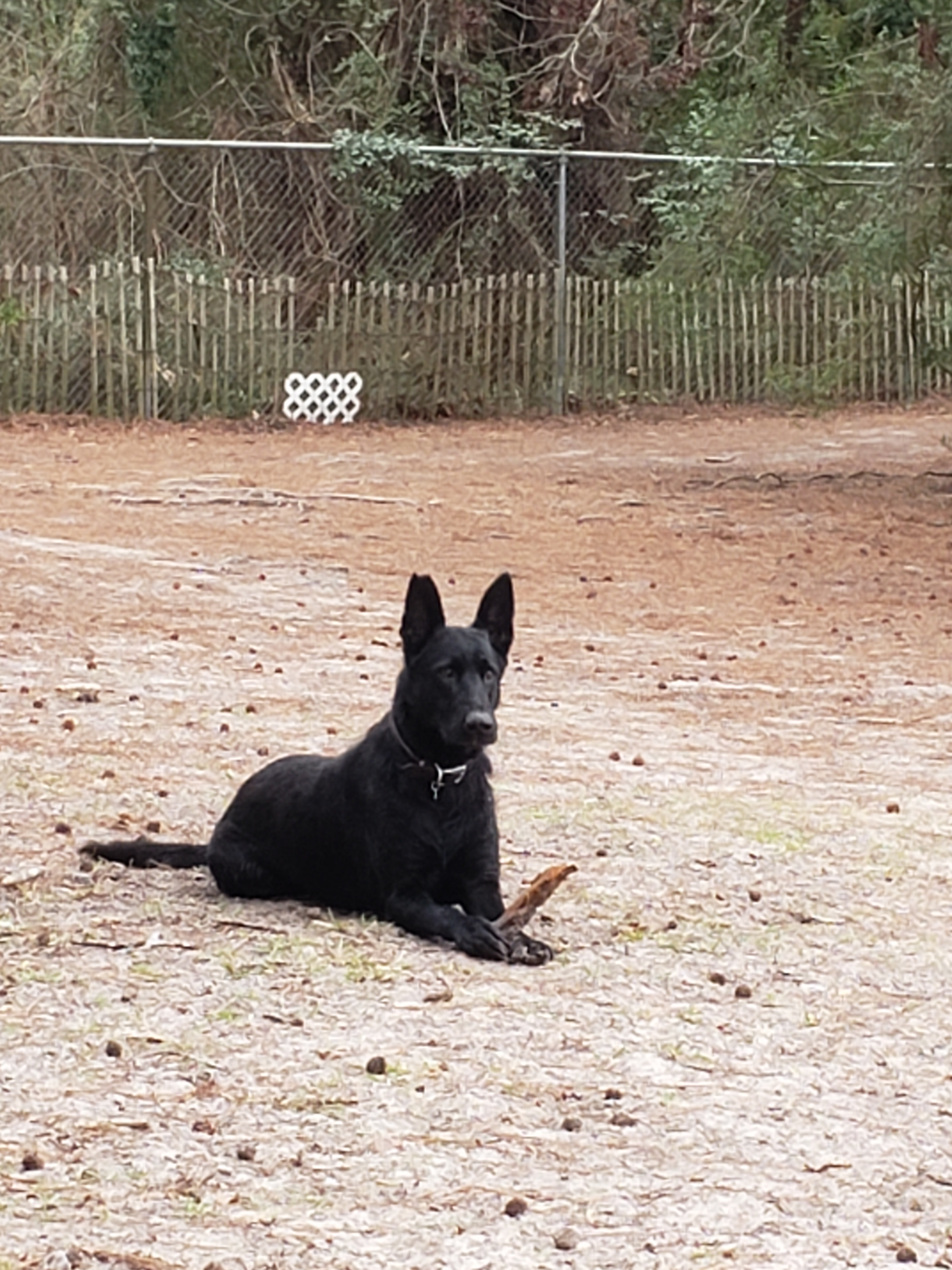 mbpizzaguy on One Bite Pizza App