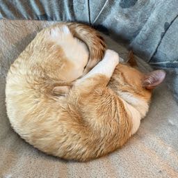 wnypasquale on One Bite Pizza App