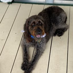 joshua.nowocin on One Bite Pizza App