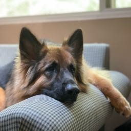 cronan on One Bite Pizza App