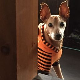 tito.burrito on One Bite Pizza App