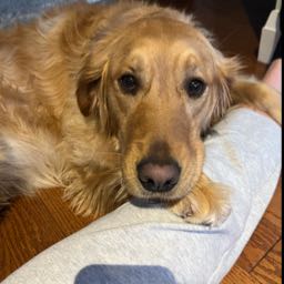 karolina.bidz on One Bite Pizza App