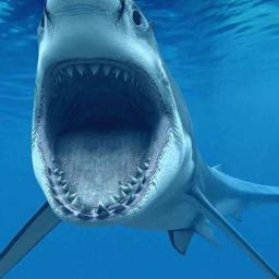 dan.montani on One Bite Pizza App