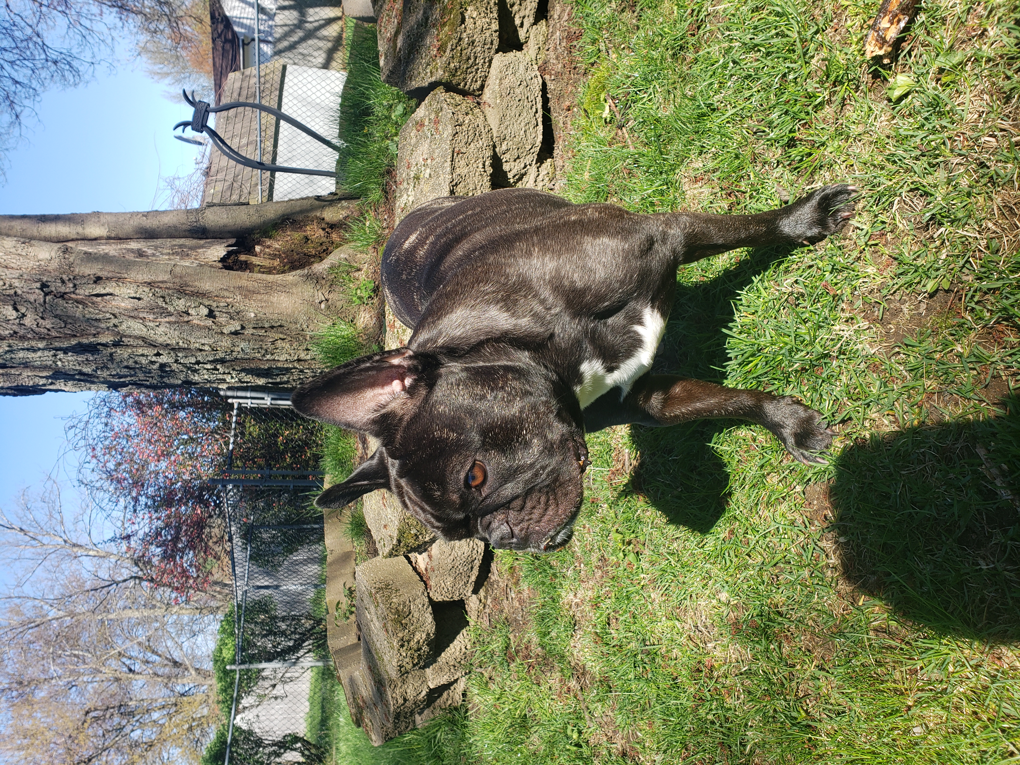 sloppyflop on One Bite Pizza App