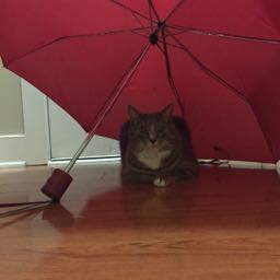 tjp21 on One Bite Pizza App