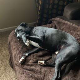 dr.mindbendr on One Bite Pizza App