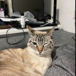 yusbel80 on One Bite Pizza App