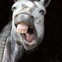 jacob.farrelly on One Bite Pizza App