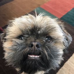 gramjonez on One Bite Pizza App