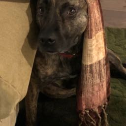 tom.roche1 on One Bite Pizza App