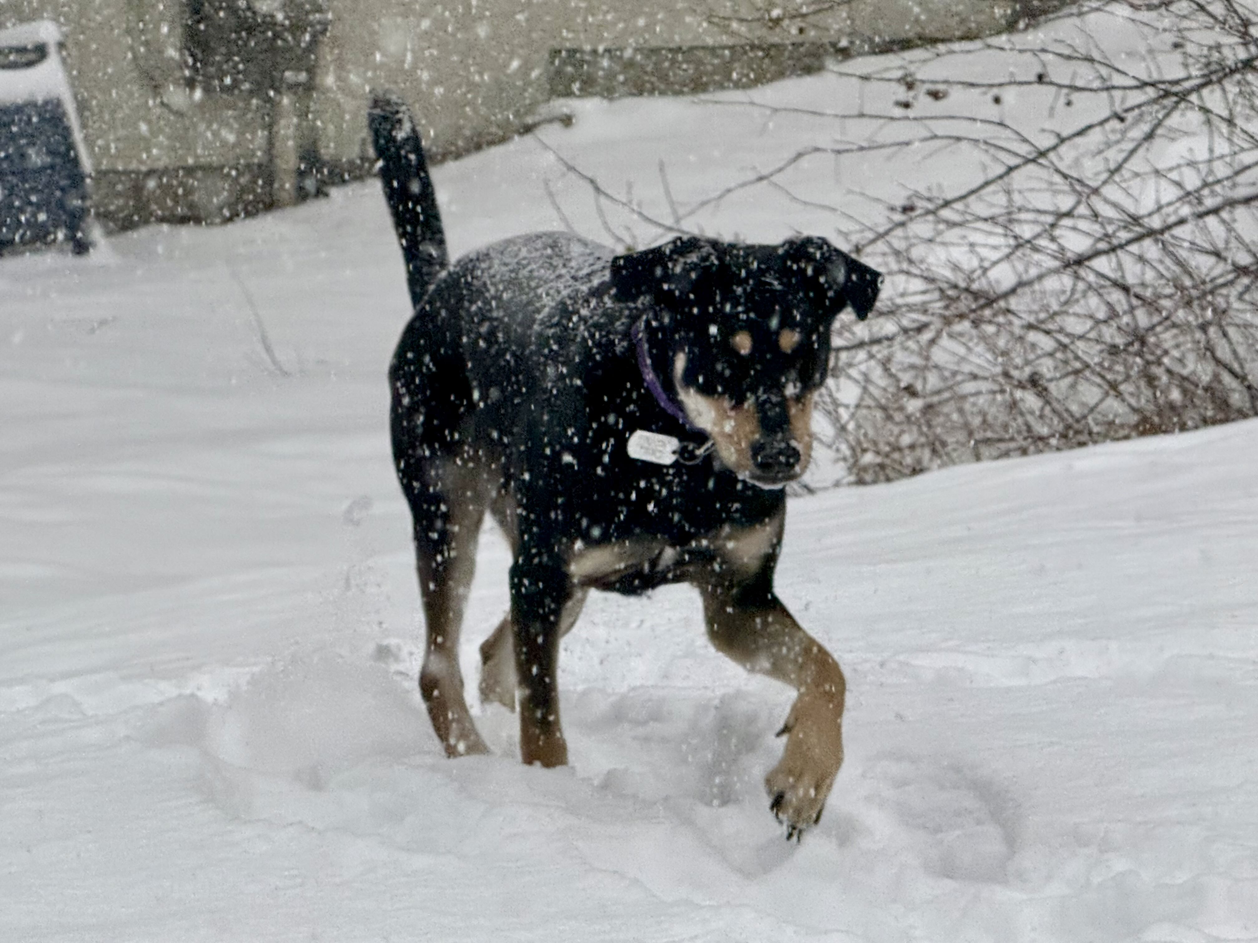 matthew.wurtzel on One Bite Pizza App