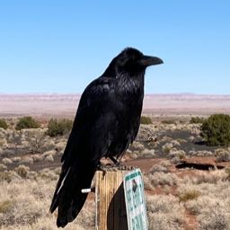 jake.jep on One Bite Pizza App