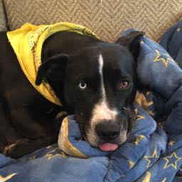 sean2393 on One Bite Pizza App