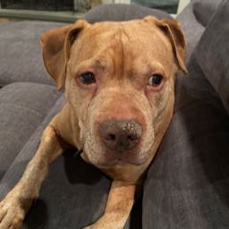 pizza4lifee on One Bite Pizza App