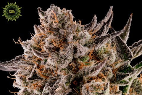 taylorgardner94 on One Bite Pizza App