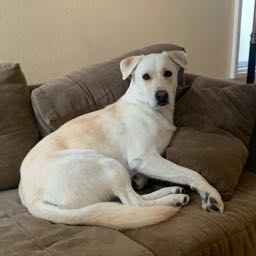 zekethewonderdog on One Bite Pizza App