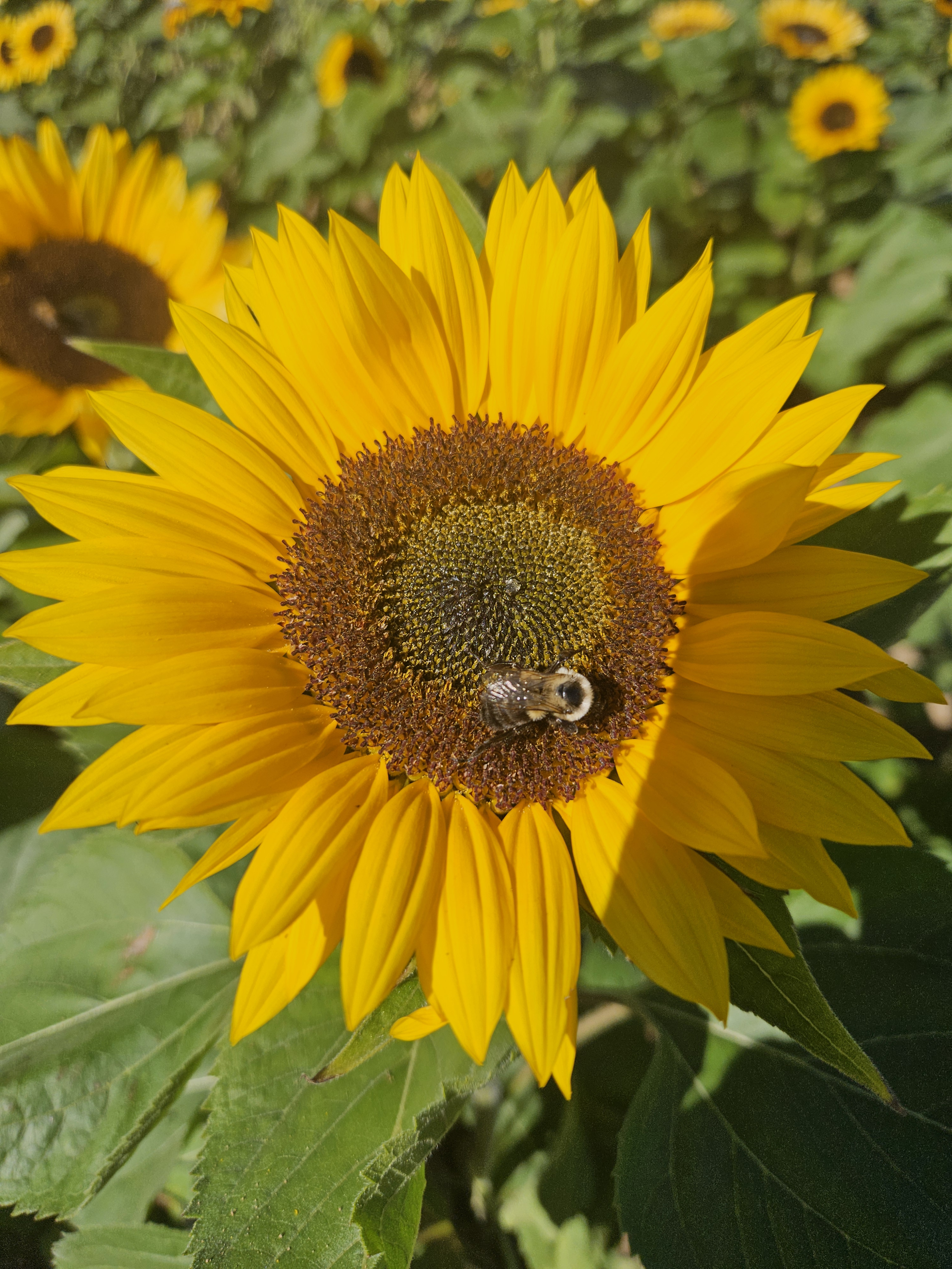 c.papas on One Bite Pizza App