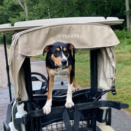 jackm79 on One Bite Pizza App