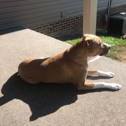 robby. on One Bite Pizza App