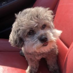 kenedie.rokit on One Bite Pizza App